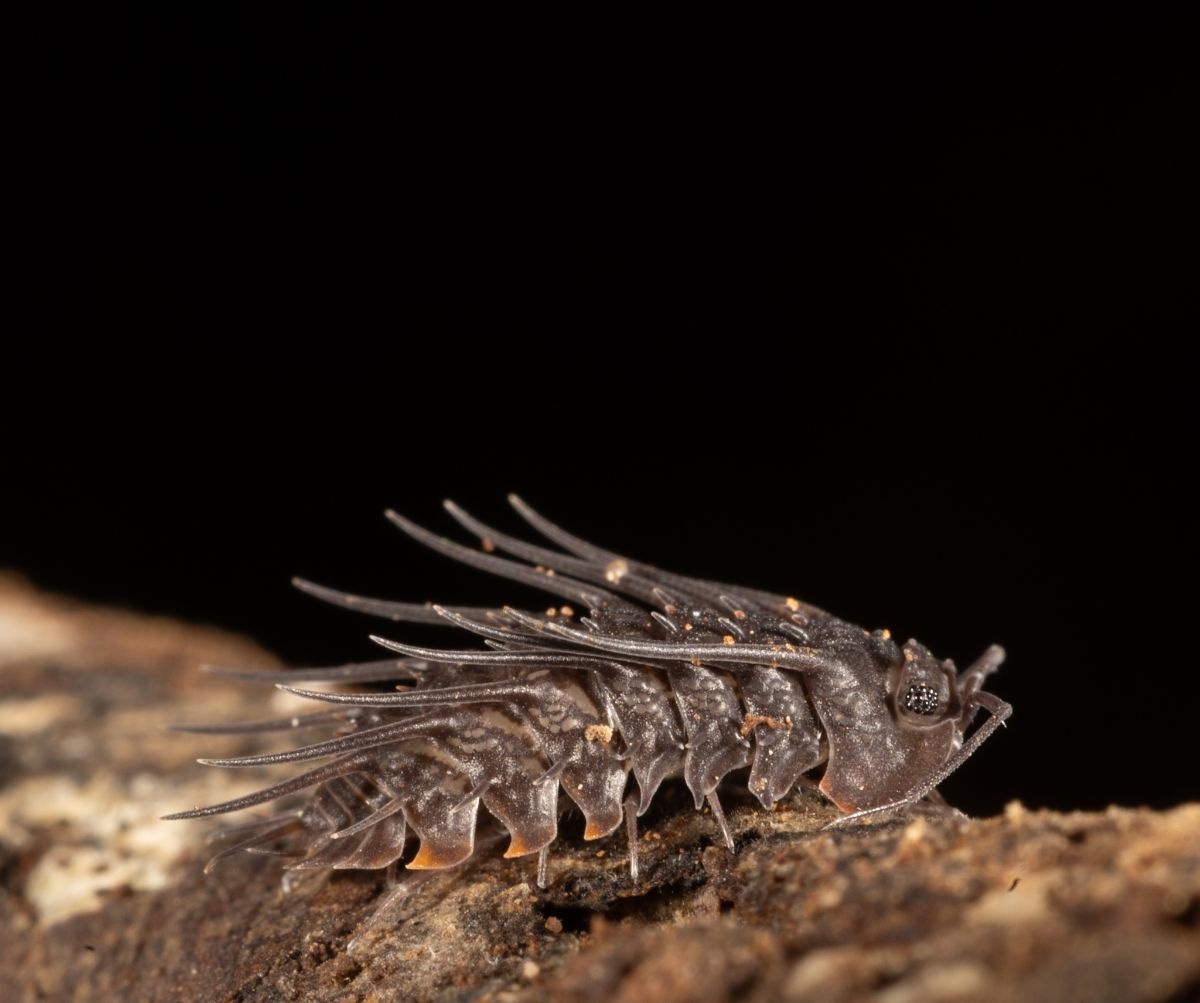 レス26番の画像1