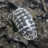 レス5番の画像1