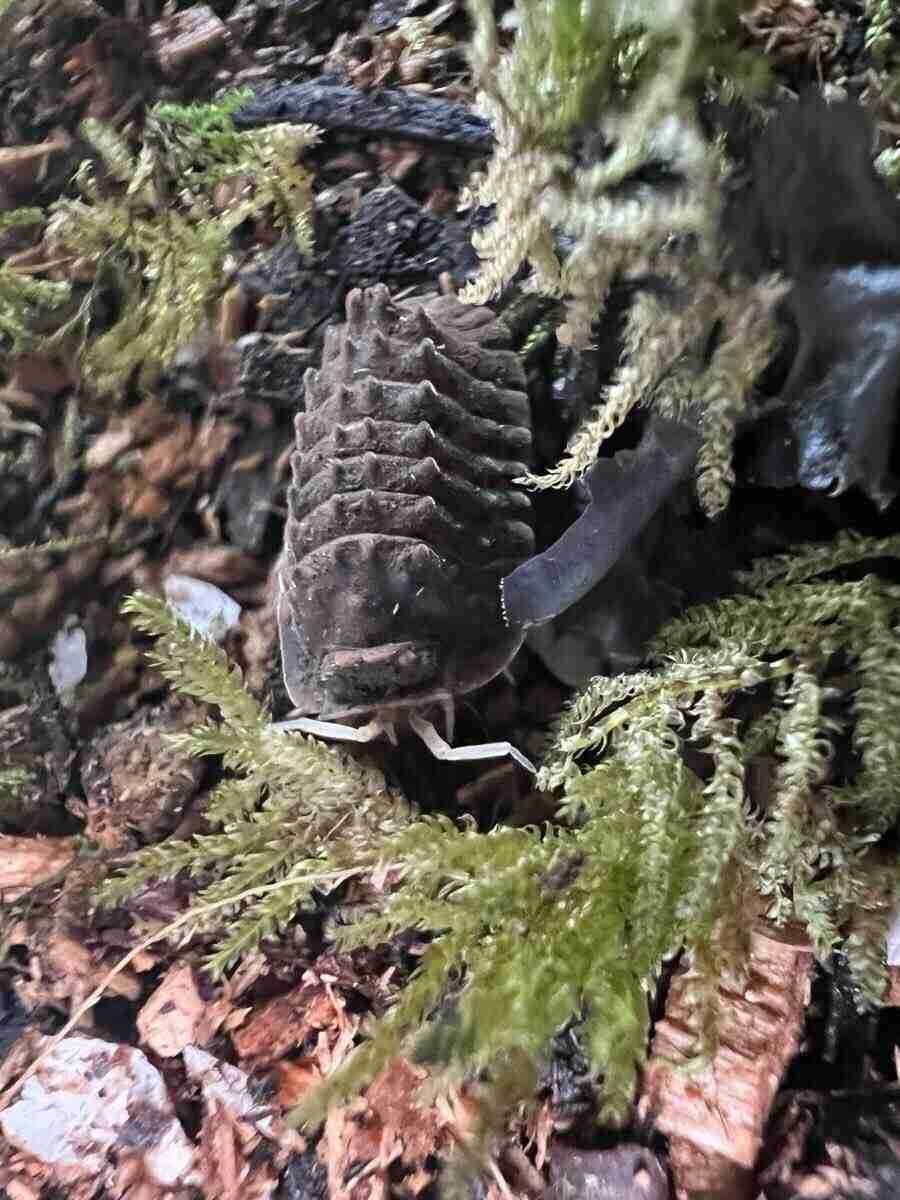 レス11番の画像1