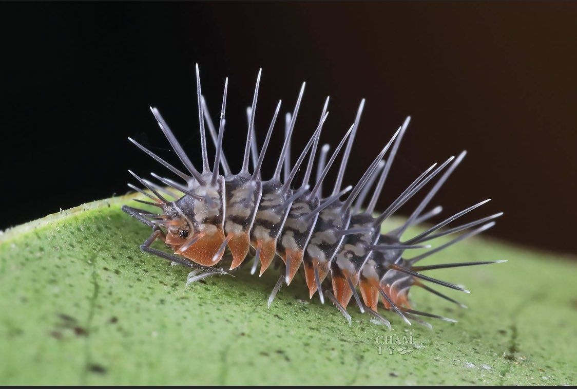 レス13番の画像1