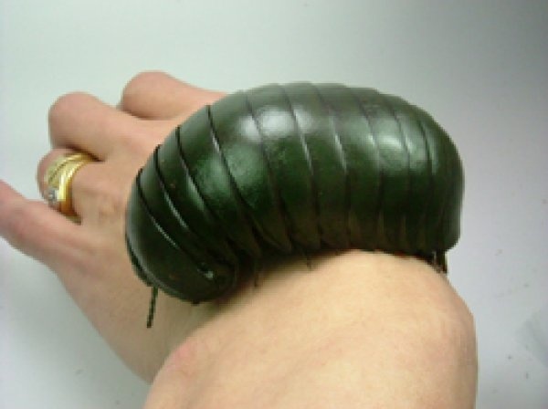 レス29番の画像1