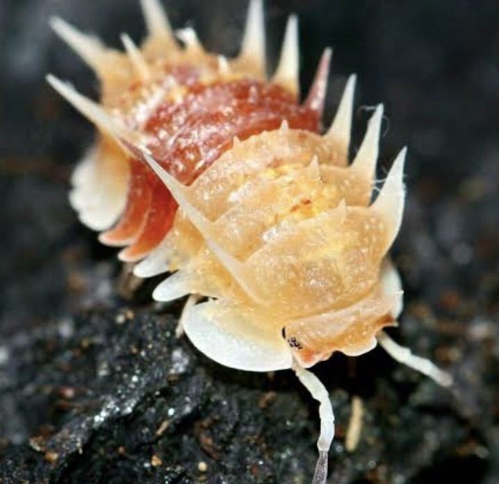 レス9番の画像1