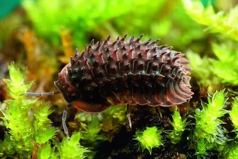 レス17番の画像1