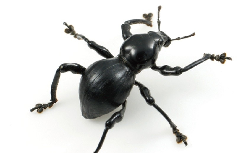 レス13番の画像1