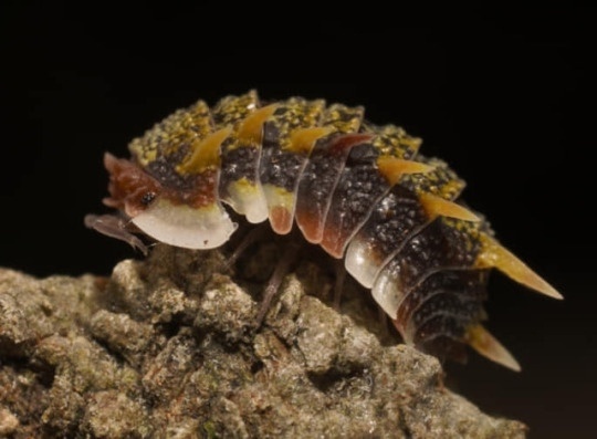 レス18番の画像1