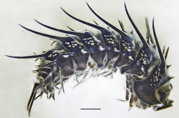 レス23番の画像1