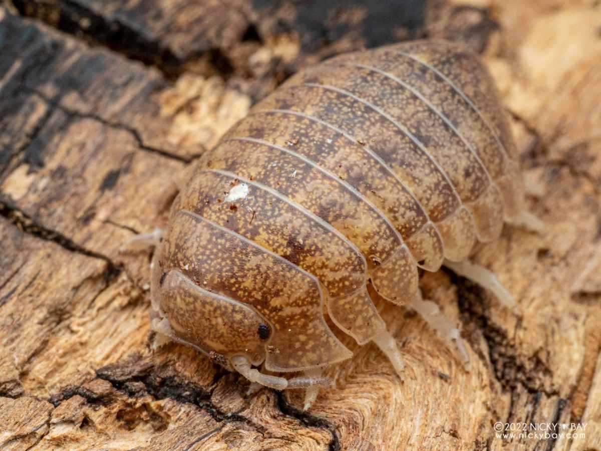 レス6番の画像1