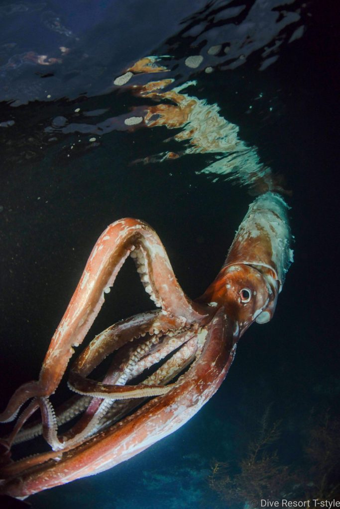 レス14番のサムネイル画像