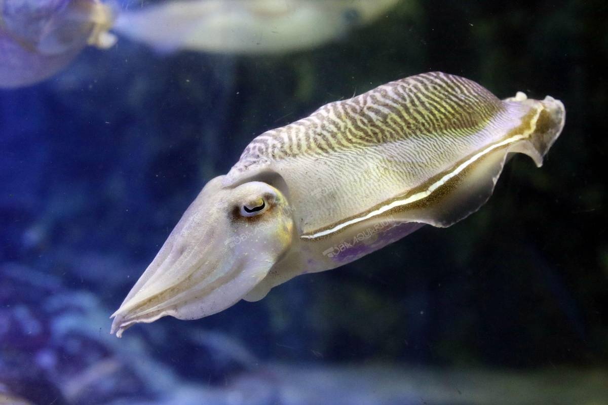 レス9番の画像1