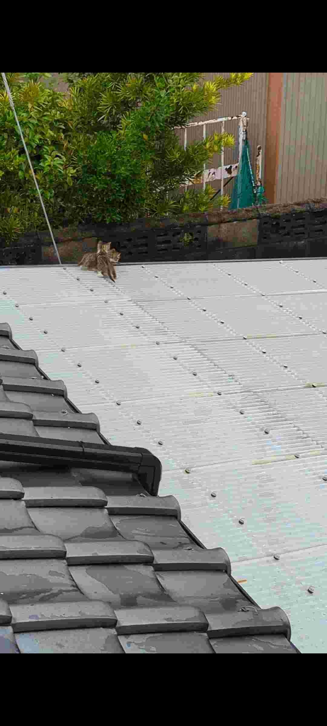 レス12番の画像1