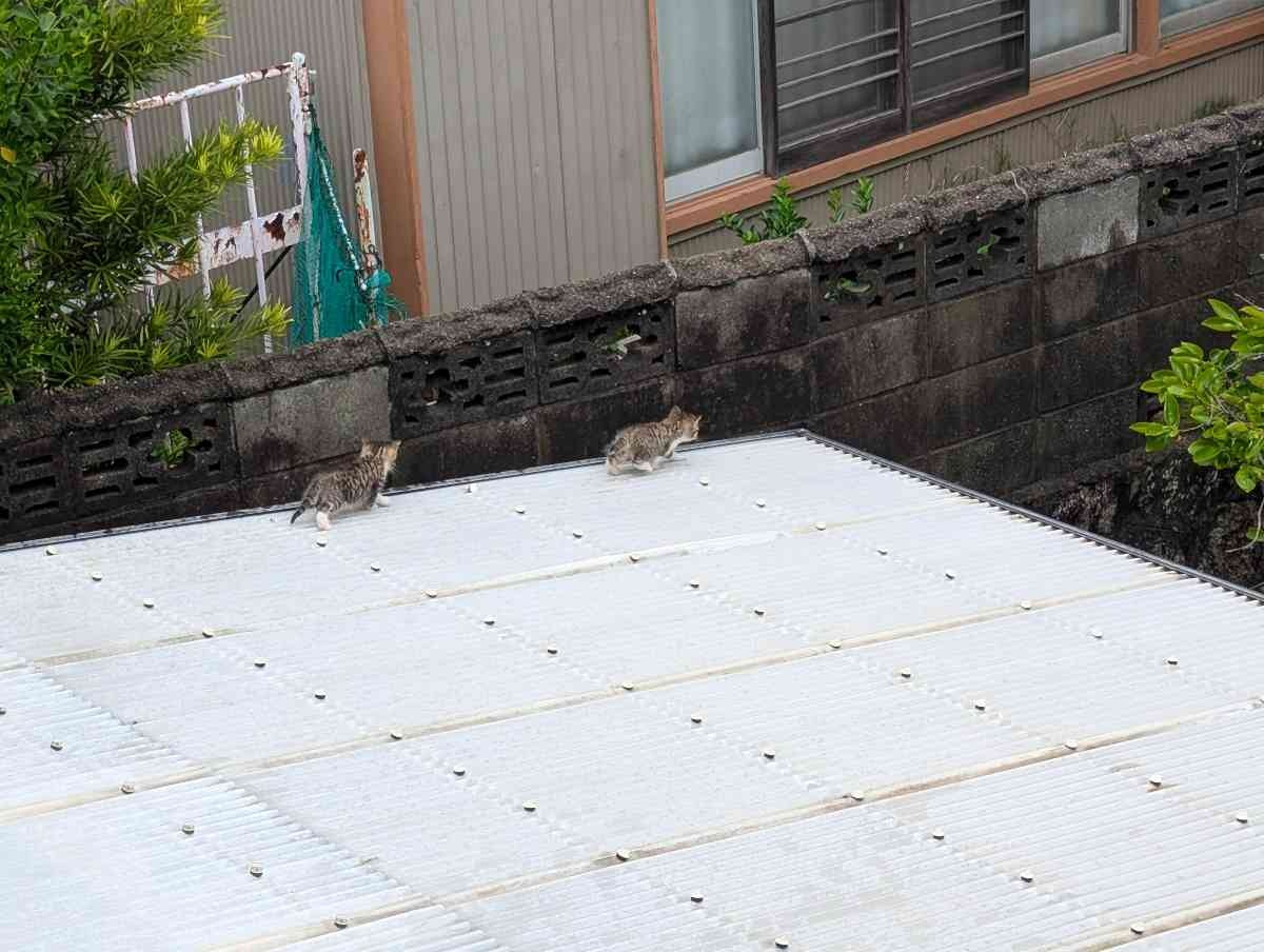 レス22番の画像1