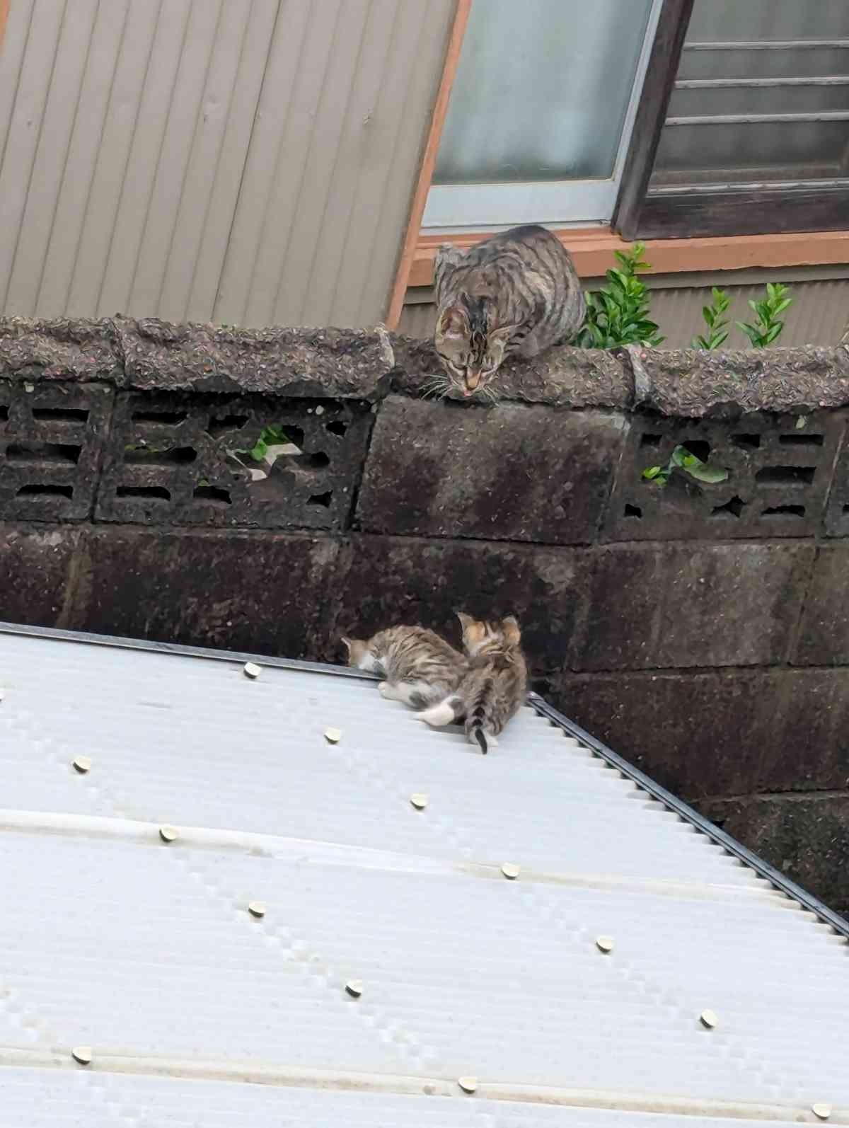 レス17番の画像1